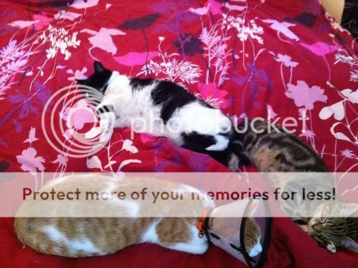 bed.jpg