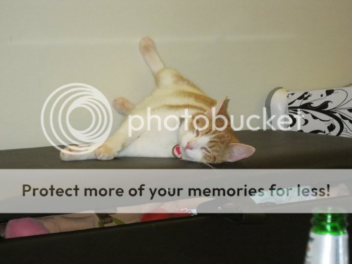 cat2.jpg