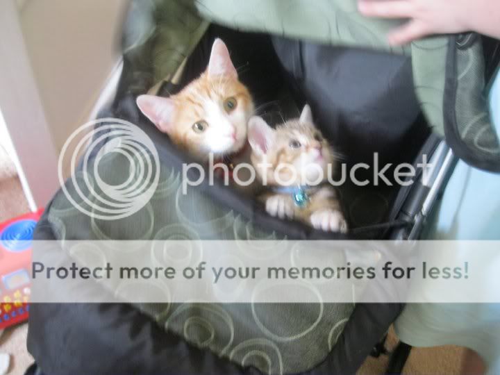catpram.jpg