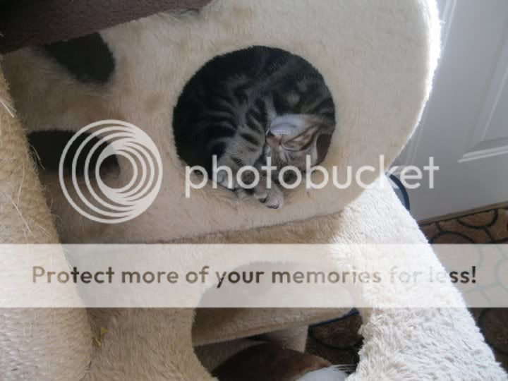 catstand.jpg