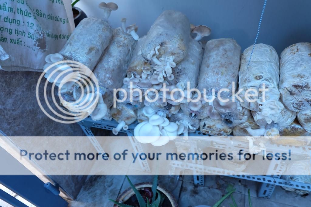 Bán bịch phôi nấm các loại trồng được tại nhà, meo nấm và nấm thành phẩm. - 5