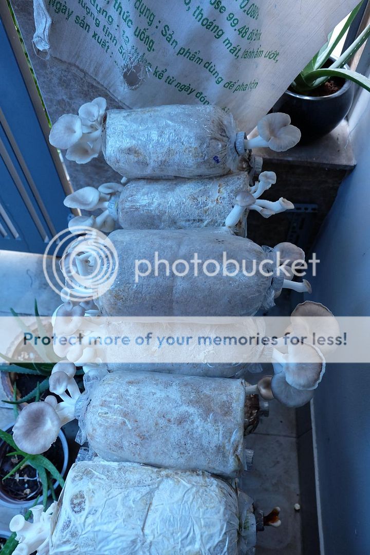 Bán bịch phôi nấm các loại trồng được tại nhà, meo nấm và nấm thành phẩm. - 4