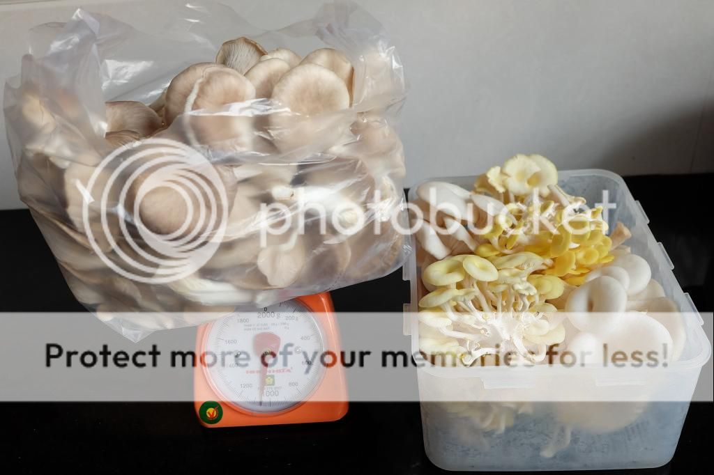 Bán bịch phôi nấm các loại trồng được tại nhà, meo nấm và nấm thành phẩm.