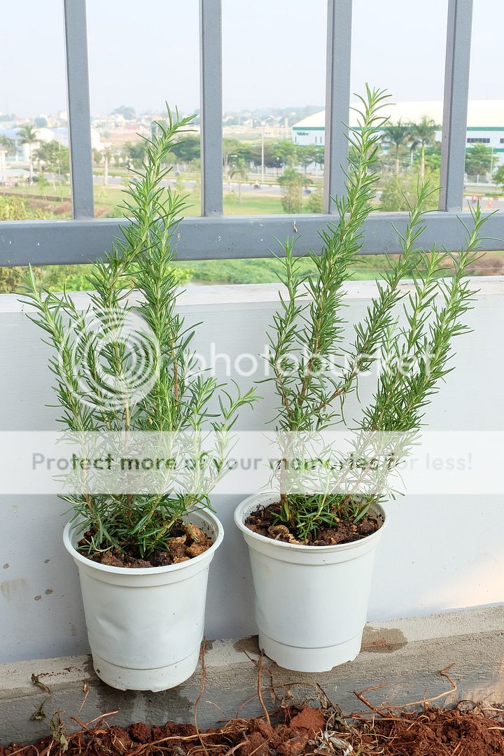 Cây giống bạc hà: PepperMint, ChocolateMint, SpearMint - 2