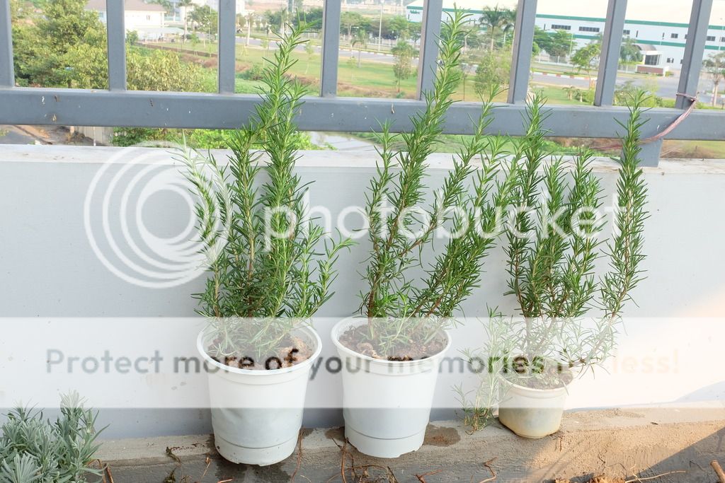 Cây giống bạc hà: PepperMint, ChocolateMint, SpearMint - 3