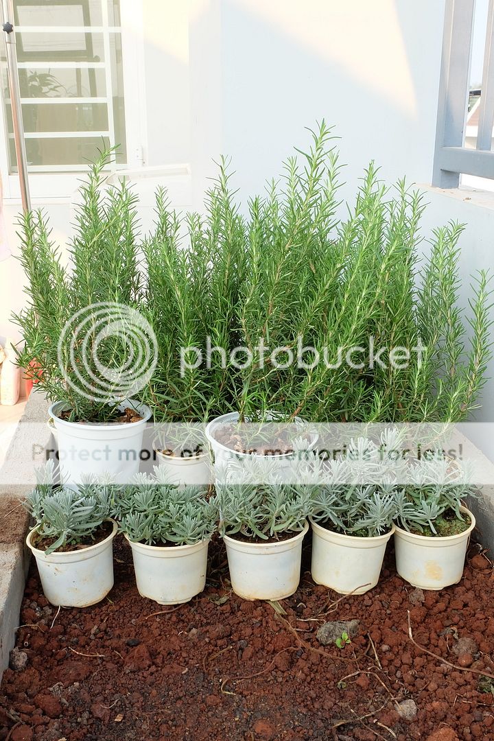 Cây giống bạc hà: PepperMint, ChocolateMint, SpearMint - 4