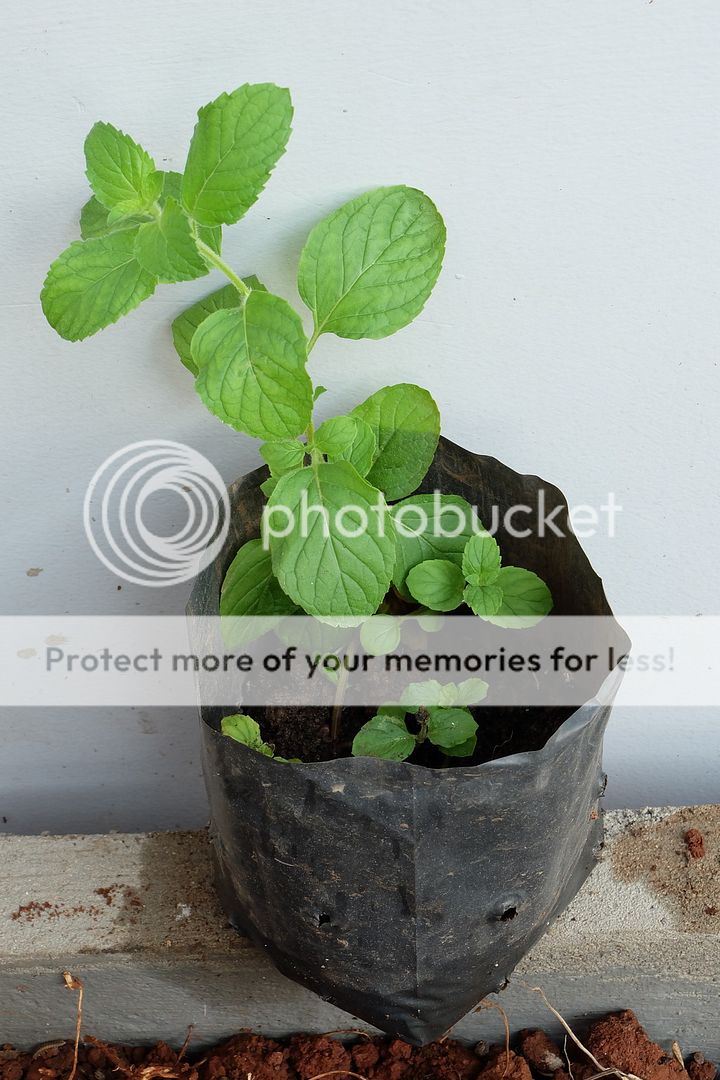 Cây giống bạc hà: PepperMint, ChocolateMint, SpearMint - 9