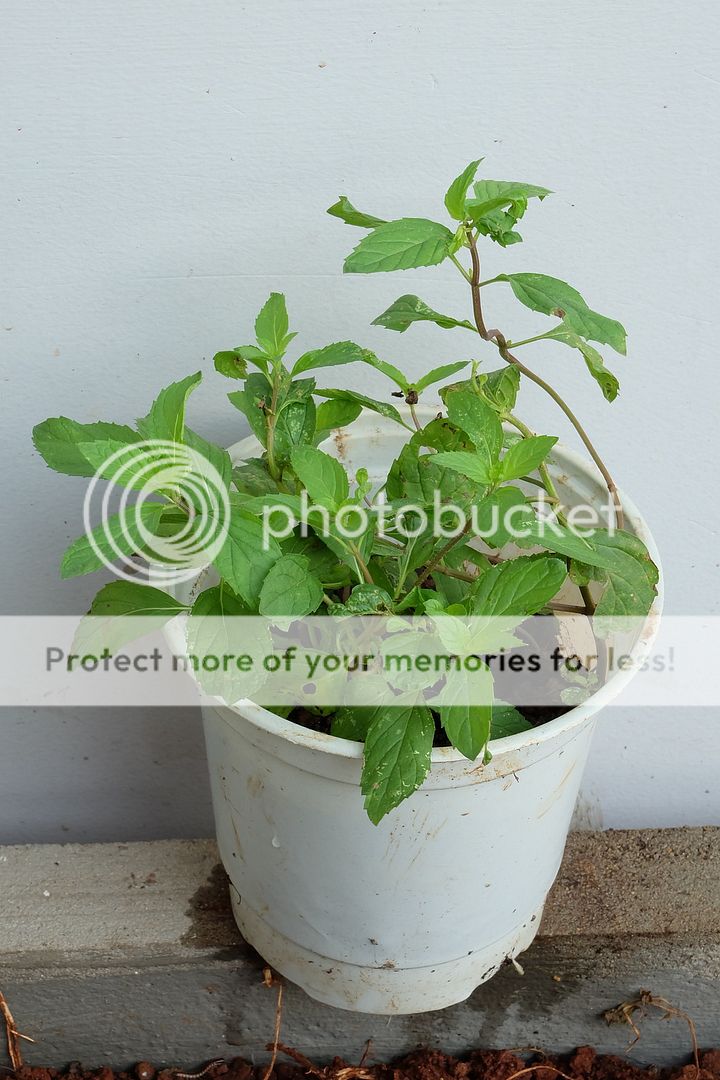 Cây giống bạc hà: PepperMint, ChocolateMint, SpearMint - 7