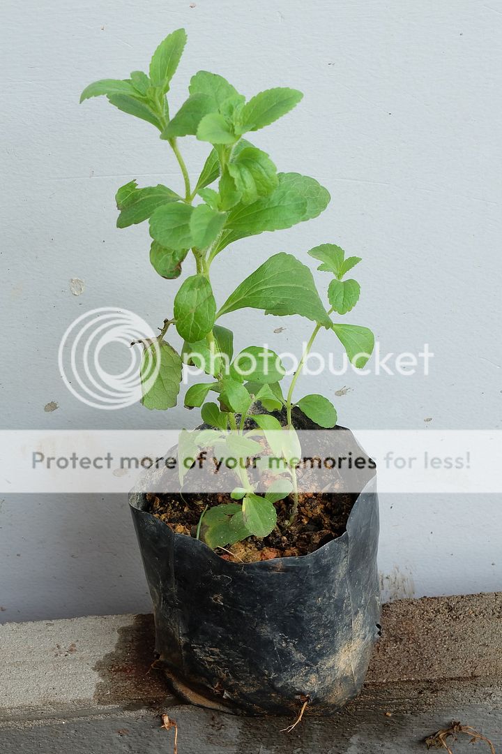 Cây giống bạc hà: PepperMint, ChocolateMint, SpearMint - 8