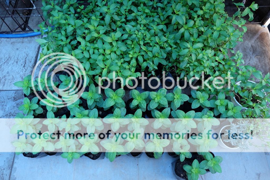 Cây giống bạc hà: PepperMint, ChocolateMint, SpearMint