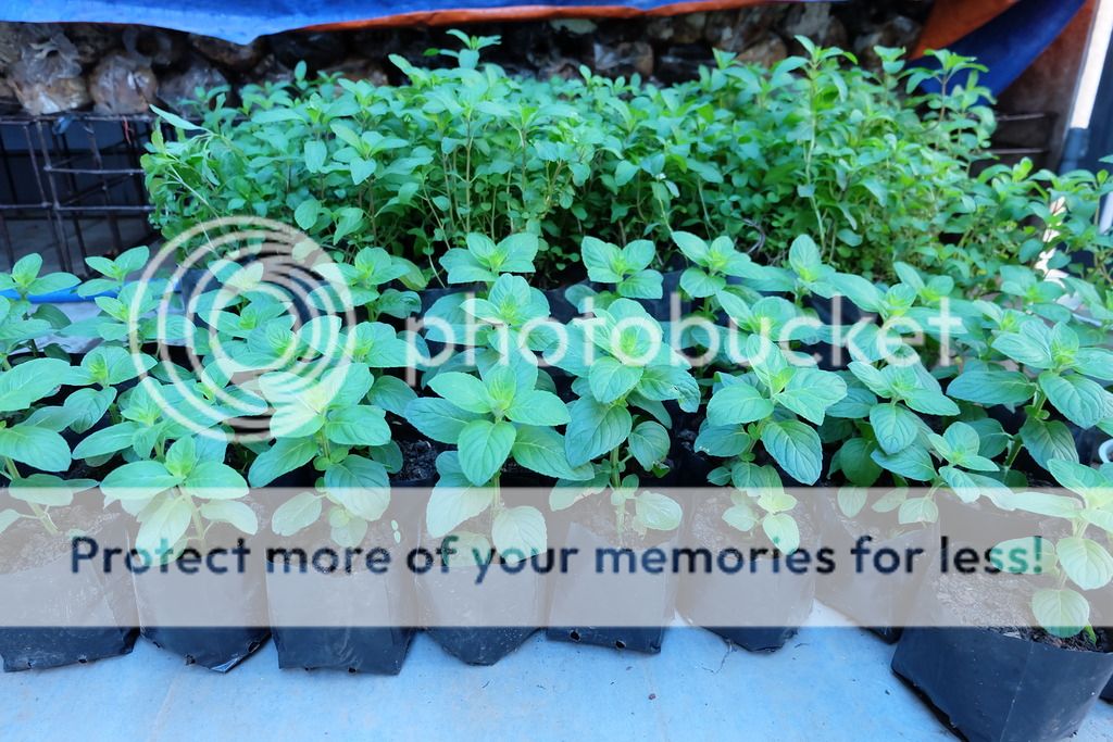 Cây giống bạc hà: PepperMint, ChocolateMint, SpearMint - 1