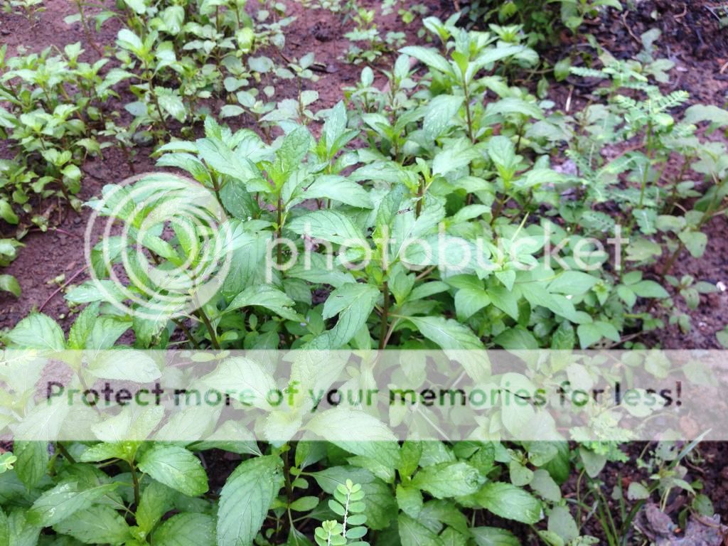 Cây giống bạc hà: PepperMint, ChocolateMint, SpearMint - 23