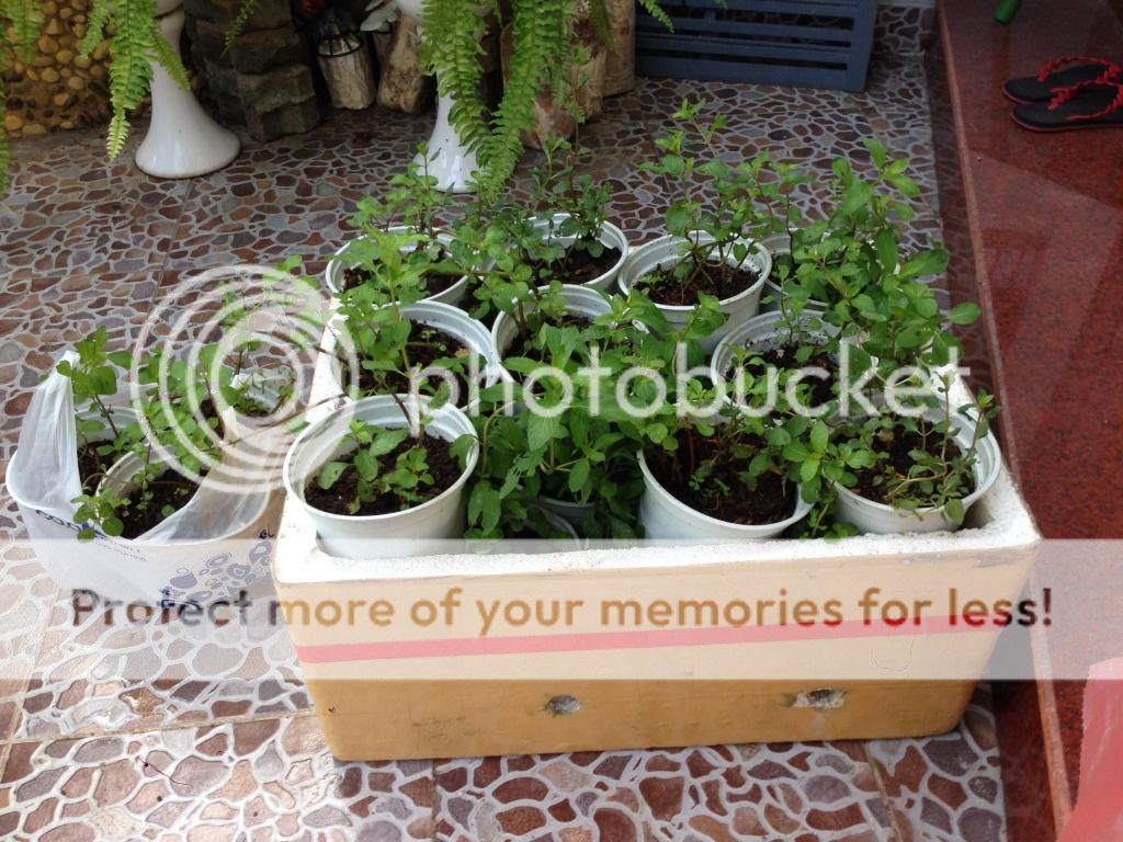 Cây giống bạc hà: PepperMint, ChocolateMint, SpearMint