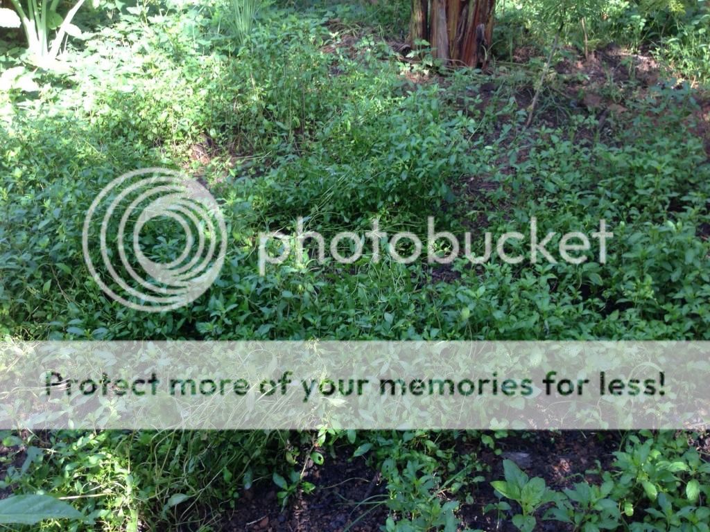 Cây giống bạc hà: PepperMint, ChocolateMint, SpearMint - 22