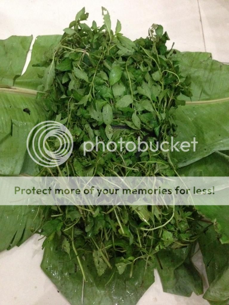 Cây giống bạc hà: PepperMint, ChocolateMint, SpearMint - 21