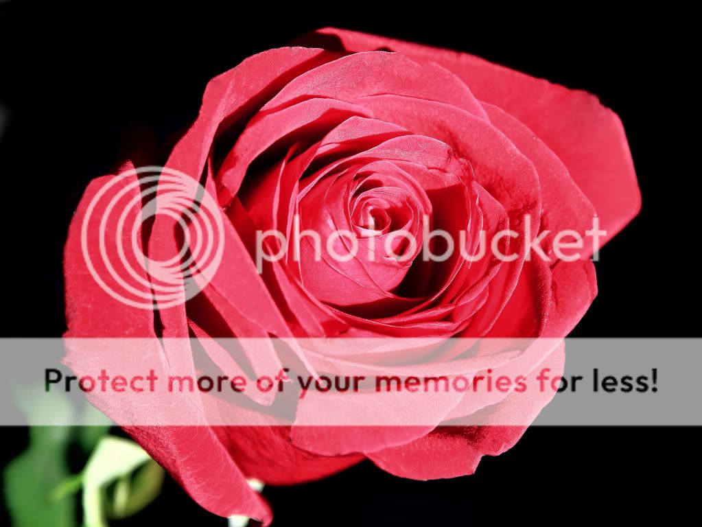 IMAGE: http://i463.photobucket.com/albums/qq353/mosteller2889/IMG_04931-1.jpg