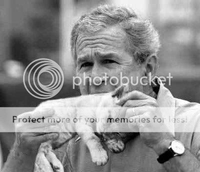 Bush Gatito Bush Gatito