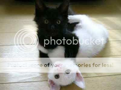 kit with dark green eyes, black and white cats with green eyes. kit with dark green eyes,