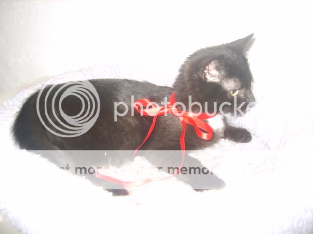 S8307057.jpg