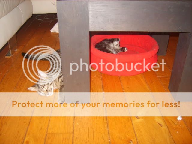 S8309211.jpg