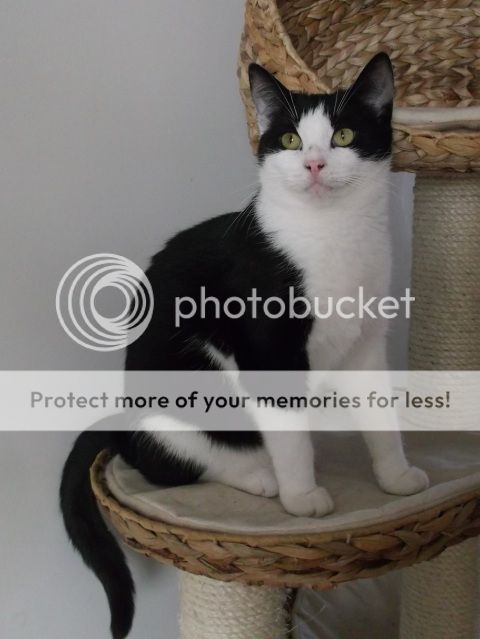 DSCF7717b_zpsfd572246.jpg
