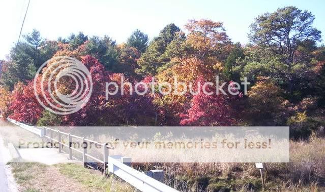 Fall_Folliage_Cape_Cod.jpg Fall_Folliage_Cape_Cod. image by angelzmag