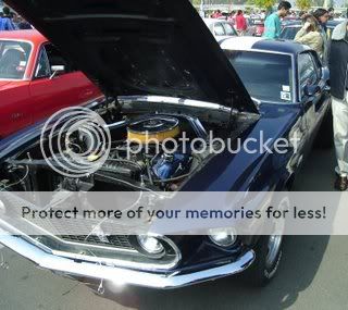 mustang mustang