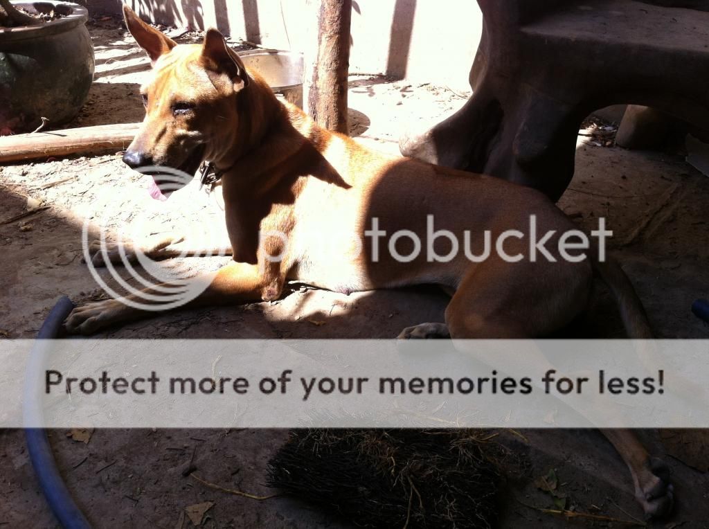 Tổng thanh lý Gà Mỹ Úa  - PERU  carmelo , Chó Phú Quốc , Lò ấp gà - 8