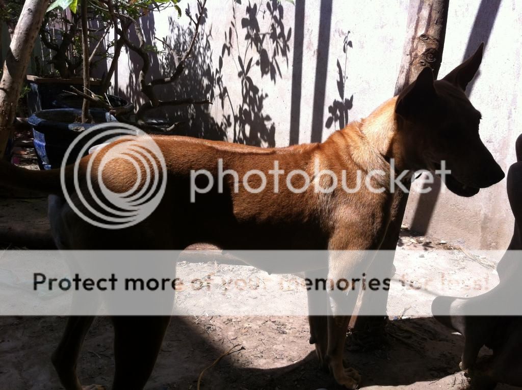 Tổng thanh lý Gà Mỹ Úa  - PERU  carmelo , Chó Phú Quốc , Lò ấp gà - 7