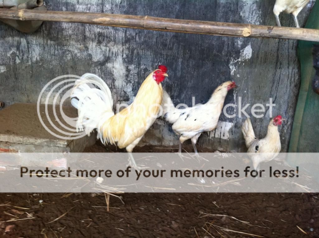 Tổng thanh lý Gà Mỹ Úa  - PERU  carmelo , Chó Phú Quốc , Lò ấp gà