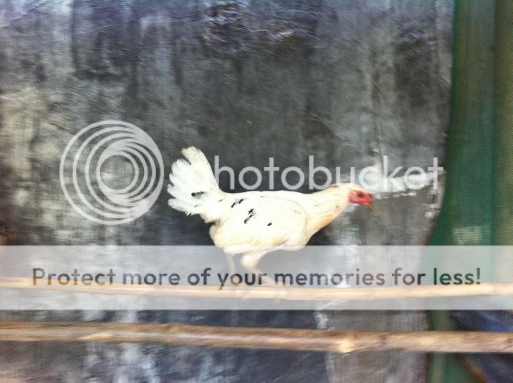 Tổng thanh lý Gà Mỹ Úa  - PERU  carmelo , Chó Phú Quốc , Lò ấp gà - 2