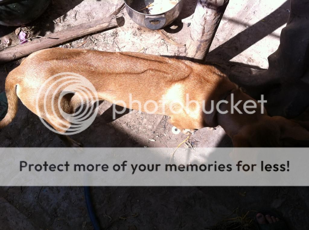 Tổng thanh lý Gà Mỹ Úa  - PERU  carmelo , Chó Phú Quốc , Lò ấp gà - 9