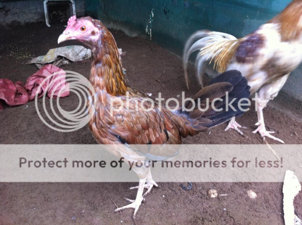 HCM - Thanh lý Gà MỸ Úa chân xanh ! Thanh lý máy ấp giá rẻ ! - 2