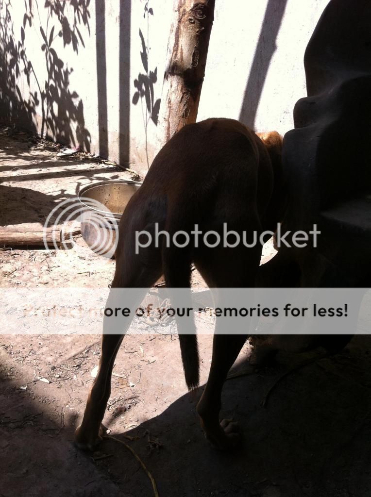 Tổng thanh lý Gà Mỹ Úa  - PERU  carmelo , Chó Phú Quốc , Lò ấp gà - 10