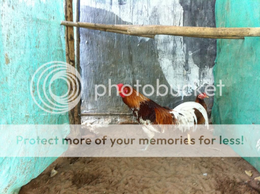 Tổng thanh lý Gà Mỹ Úa  - PERU  carmelo , Chó Phú Quốc , Lò ấp gà