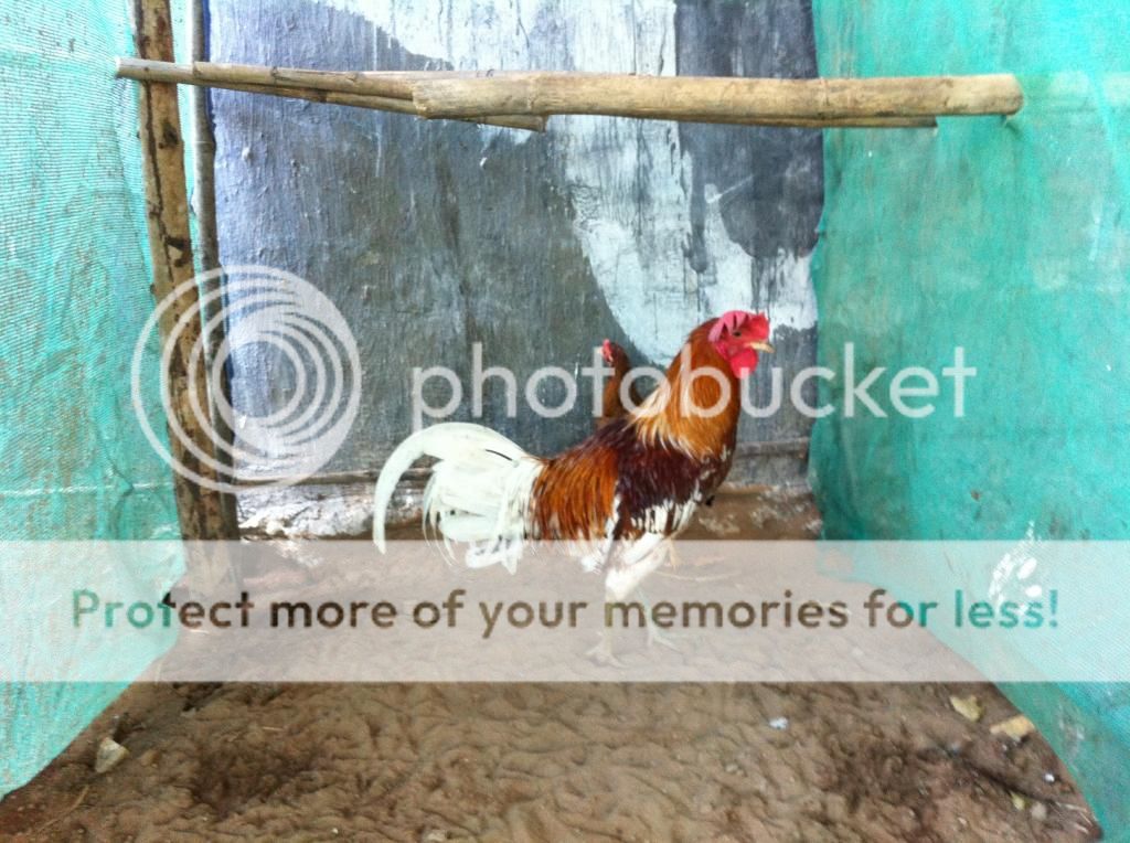 Tổng thanh lý Gà Mỹ Úa  - PERU  carmelo , Chó Phú Quốc , Lò ấp gà - 1