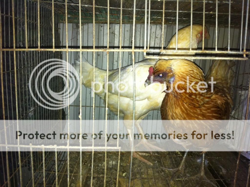 Tổng thanh lý Gà Mỹ Úa  - PERU  carmelo , Chó Phú Quốc , Lò ấp gà - 1