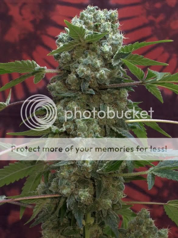 ak 47 weed. ak47.jpg the best weed ever